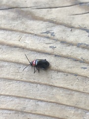 Disonycha xanthomelas