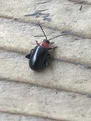 Disonycha xanthomelas