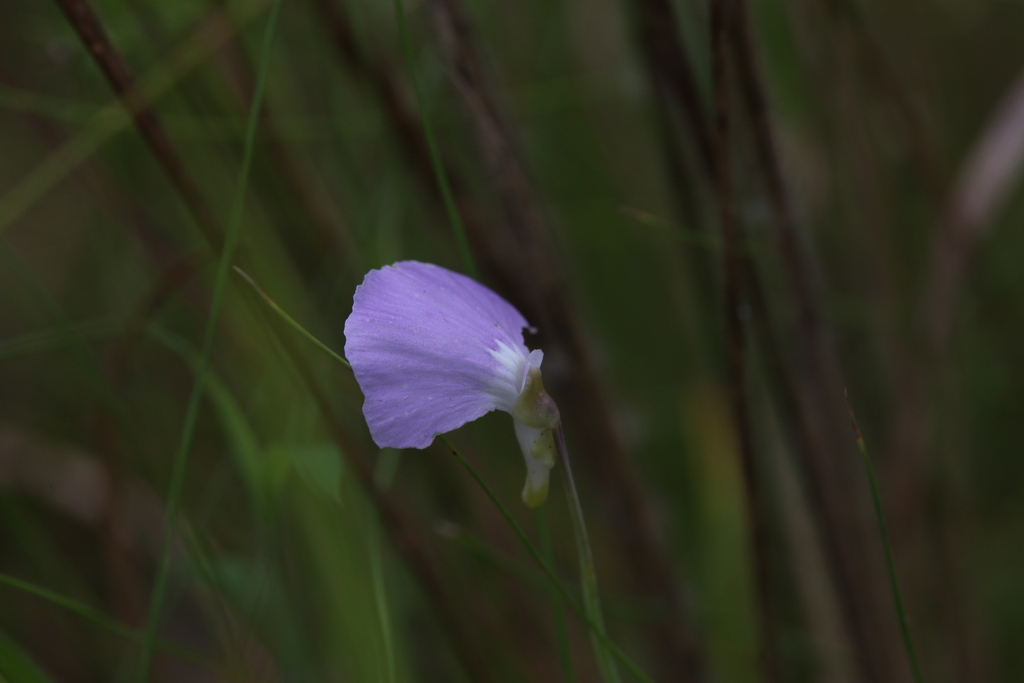 Utricularia terrae-reginae P.Taylor