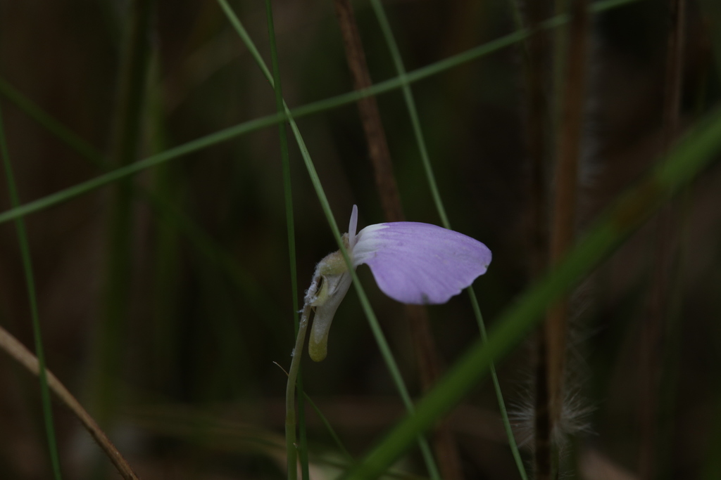 Utricularia terrae-reginae P.Taylor 2