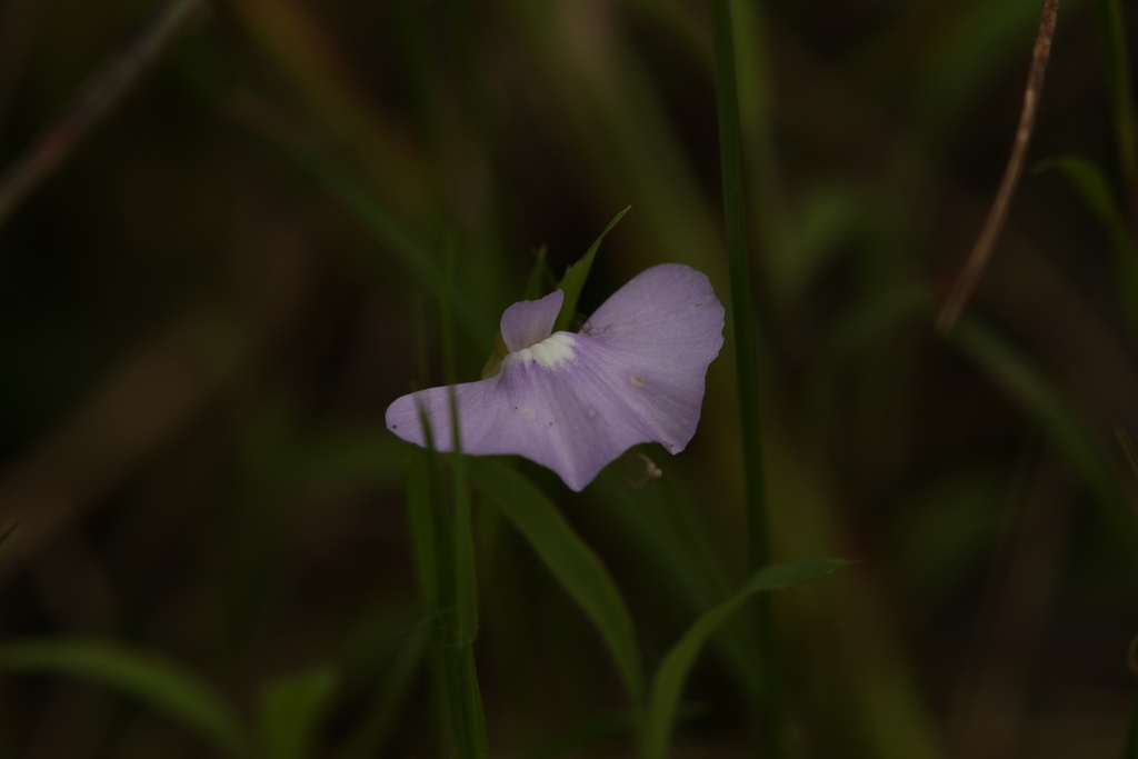 Utricularia terrae-reginae P.Taylor 3