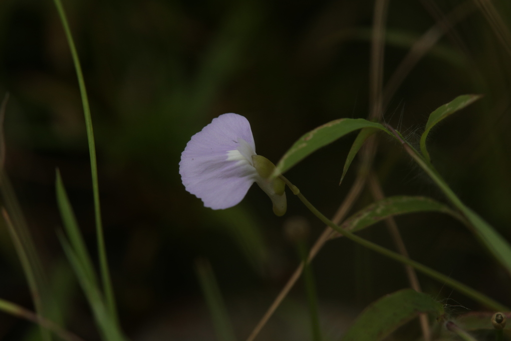 Utricularia terrae-reginae P.Taylor 4