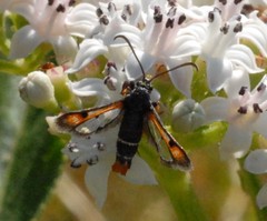 Pyropteron chrysidiforme