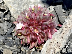 Claytonia saxosa