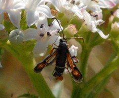 Pyropteron chrysidiforme