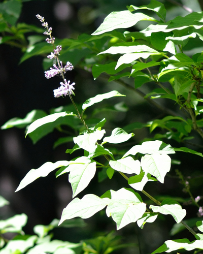Hungarian lilac (Syringa josikaea)