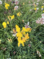 Lotus corniculatus