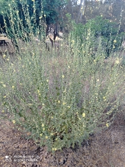 Verbascum sinuatum