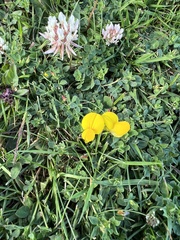 Lotus corniculatus