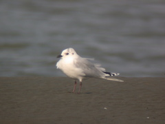 Saundersilarus saundersi