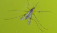 Culiseta incidens