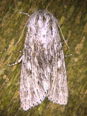 Acronicta lanceolaria