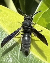 Allorhynchium chinense