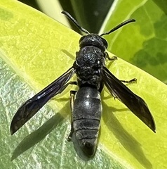 Allorhynchium chinense