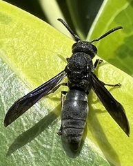 Allorhynchium chinense