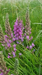 Oxytropis knjazevii
