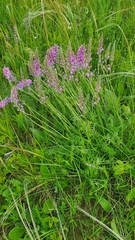 Oxytropis knjazevii