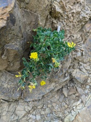 Medicago cretacea