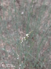 Polygonum equisetiforme