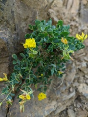 Medicago cretacea