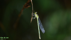 Paracercion v-nigrum