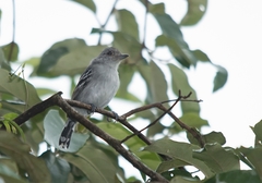 Thamnophilus pelzelni