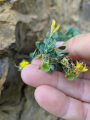 Medicago cretacea