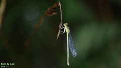 Paracercion v-nigrum