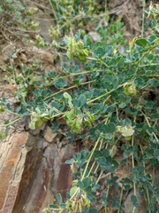 Medicago cretacea
