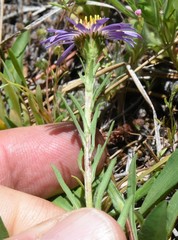 Symphyotrichum campestre