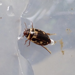 Platambus maculatus
