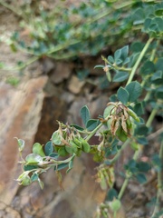 Medicago cretacea
