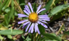 Symphyotrichum campestre