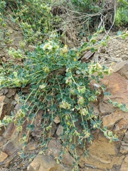 Medicago cretacea