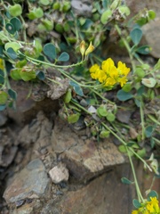 Medicago cretacea