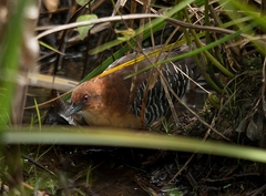 Laterallus xenopterus