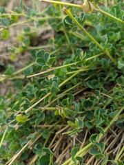Medicago cretacea