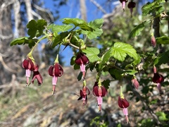 Ribes lobbii