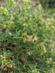 Medicago cretacea