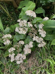 Pericallis malvifolia