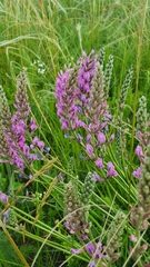 Oxytropis knjazevii