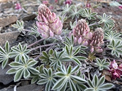 Lupinus constancei