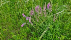 Oxytropis knjazevii
