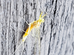 Stenacron interpunctatum