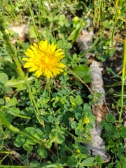 Taraxacum officinale