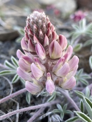 Lupinus constancei