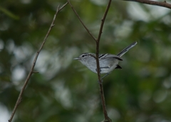 Herpsilochmus atricapillus