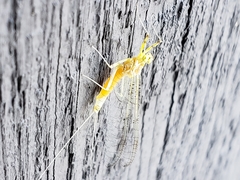 Stenacron interpunctatum