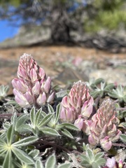 Lupinus constancei
