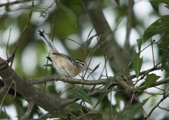 Herpsilochmus atricapillus